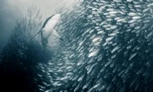 Cuộc di cư lớn nhất hành tinh của đàn cá mòi